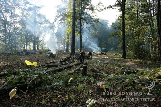 Okt. 2008, umfangreiche Baumfällarbeiten zur Freistellung der Solitärgehölze (Bild: 8/9)